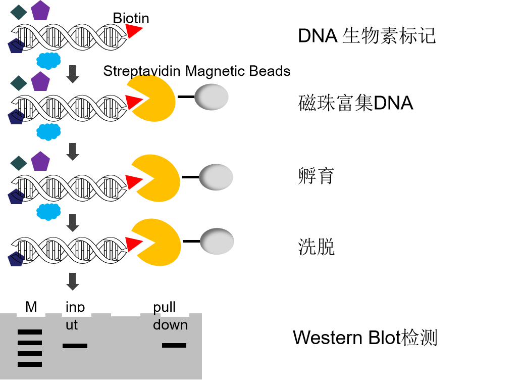 DNA pull down