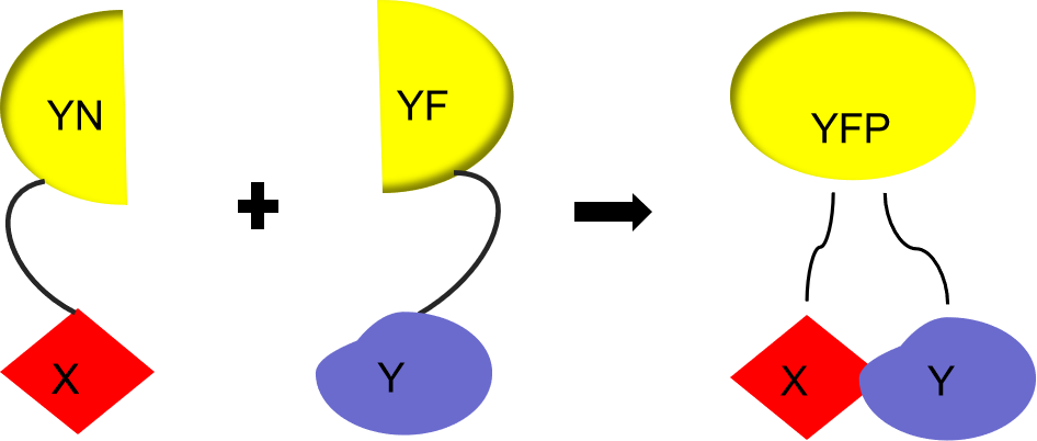 BiFC