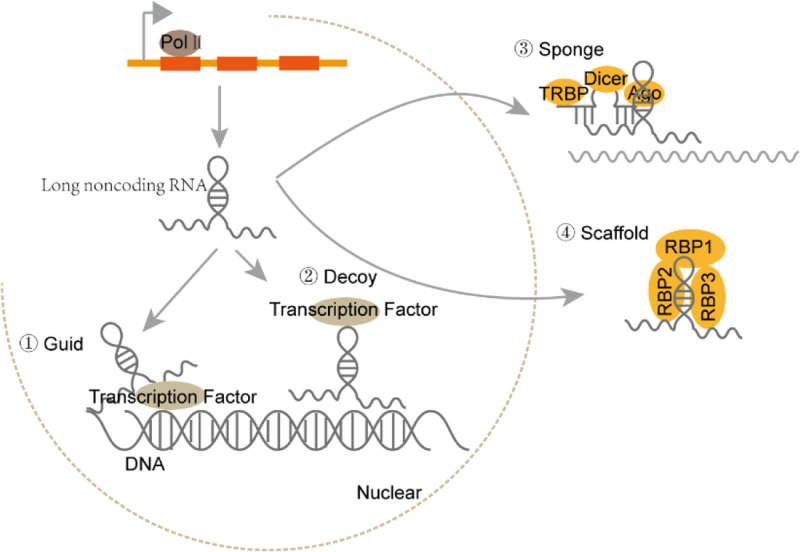 lncRNA测序