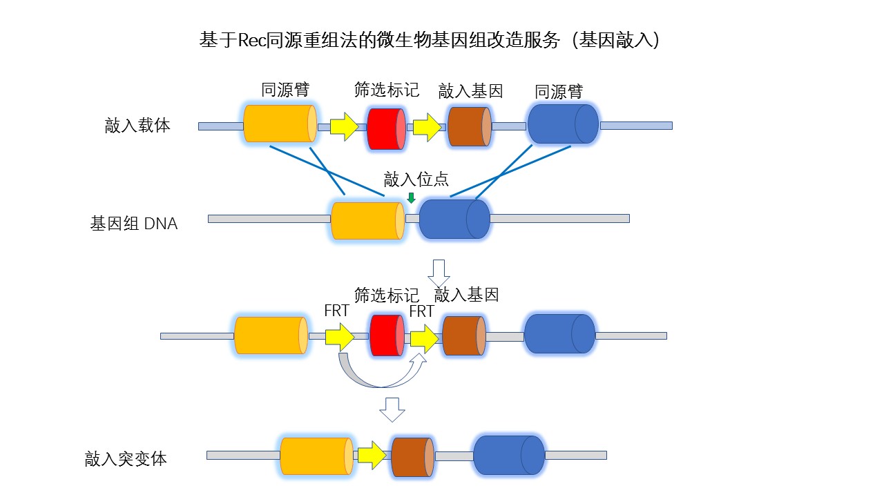 工程菌构建服务