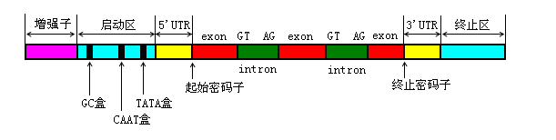 病毒包装